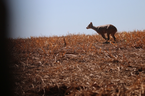Southern Brown Brocket