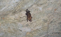 Hipposideros lankadiva