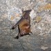 Indian Roundleaf Bat - Photo (c) Pieter Prins, some rights reserved (CC BY-NC), uploaded by Pieter Prins