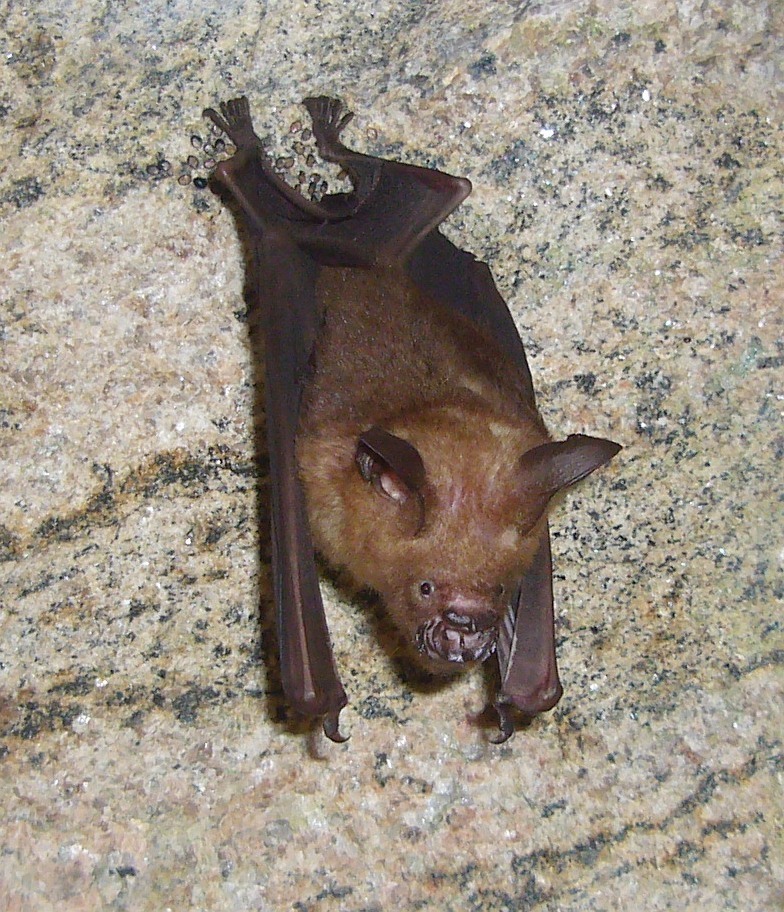 Indian Leaf-nosed Bat