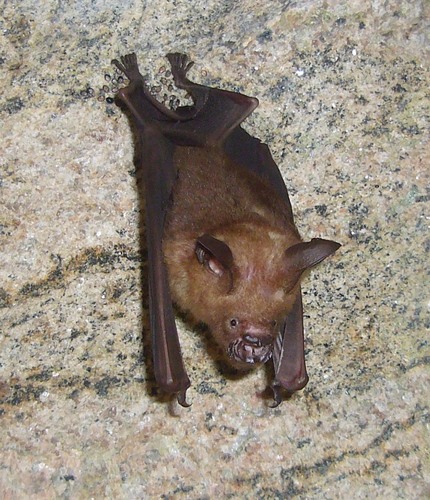 Indian Leaf-nosed Bat
