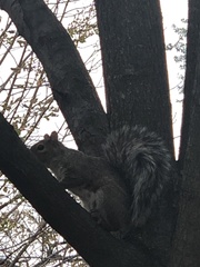 Sciurus carolinensis