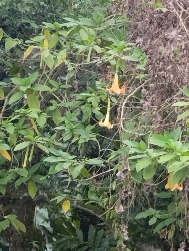 garden angel's trumpet (Brugmansia ×)