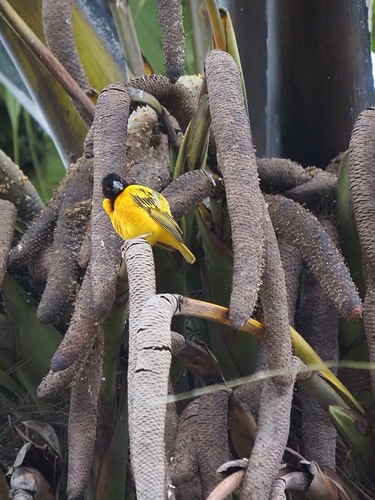 Village Weaver