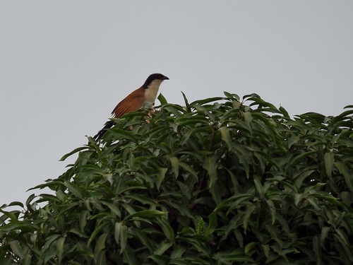 Senegal Coucal