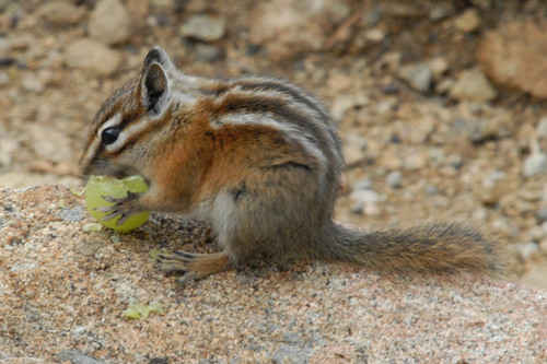 Uinta Chipmunk