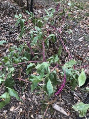 Phytolacca americana