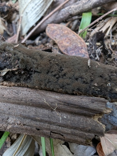 Trichaleurina tenuispora