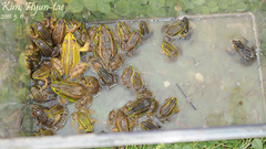 Pelophylax chosenicus