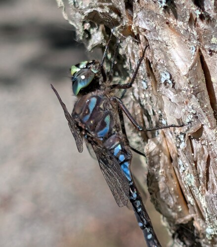 Lake Darner