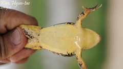 Pelophylax chosenicus