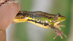 Pelophylax chosenicus