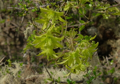 Clematis marata