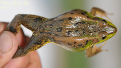 Pelophylax chosenicus