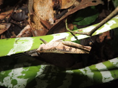 Colpolopha latipennis