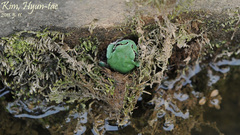 Hyla japonica