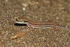 Trigonodactylus arabicus