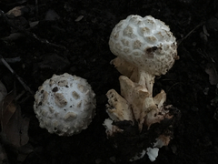 Amanita magniverrucata