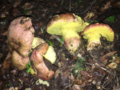 Butyriboletus querciregius