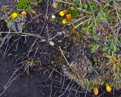Gentianella hirculus