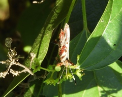 Anteros carausius carausius