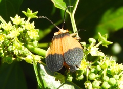 Lycus sallaei