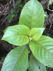 Perrottetia sandwicensis