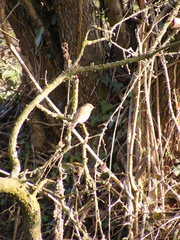 Phylloscopus collybita