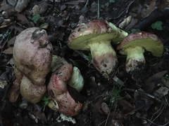 Butyriboletus querciregius