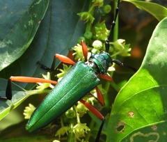 Plinthocoelium chilense