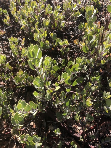 Mt. Tamalpais Manzanita foliage