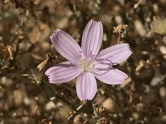 Stephanomeria exigua exigua