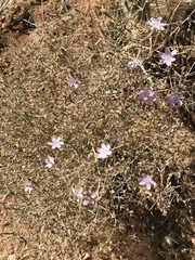 Stephanomeria exigua exigua