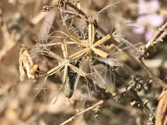 Stephanomeria exigua exigua