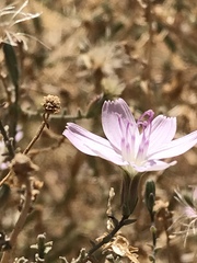 Stephanomeria exigua exigua