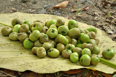Syzygium