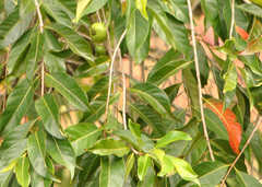 Syzygium