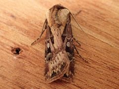 Agrotis vancouverensis