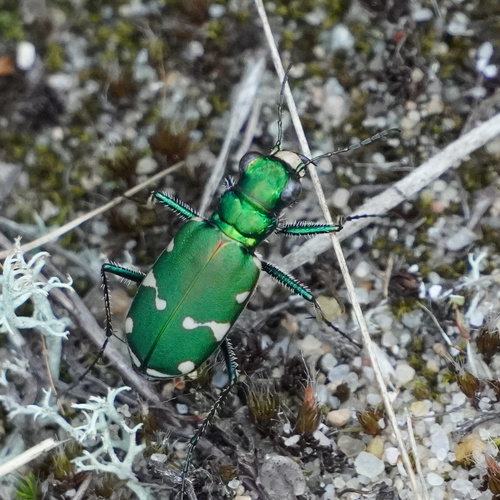Northern Barrens Tiger Beetle photo 5