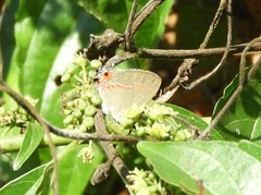 Electrostrymon guzanta