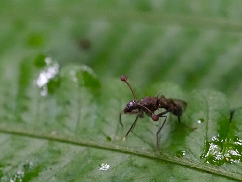 Chaetodiopsis meigenii