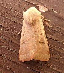 Dichagyris variabilis