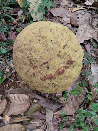 Treculia africana observed 2025-08-25