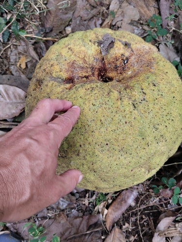 Treculia africana, photograph 3