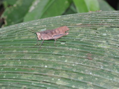 Colpolopha latipennis