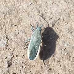 Catorhintha texana