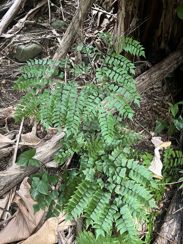 Adiantum trapeziforme observed 2025-08-31