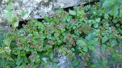 Sedum rhodocarpum