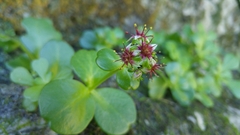 Sedum rhodocarpum