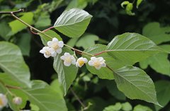 Actinidia polygama